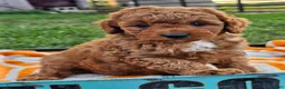 Cavapoo dogs for sale: Ice - Ad 13