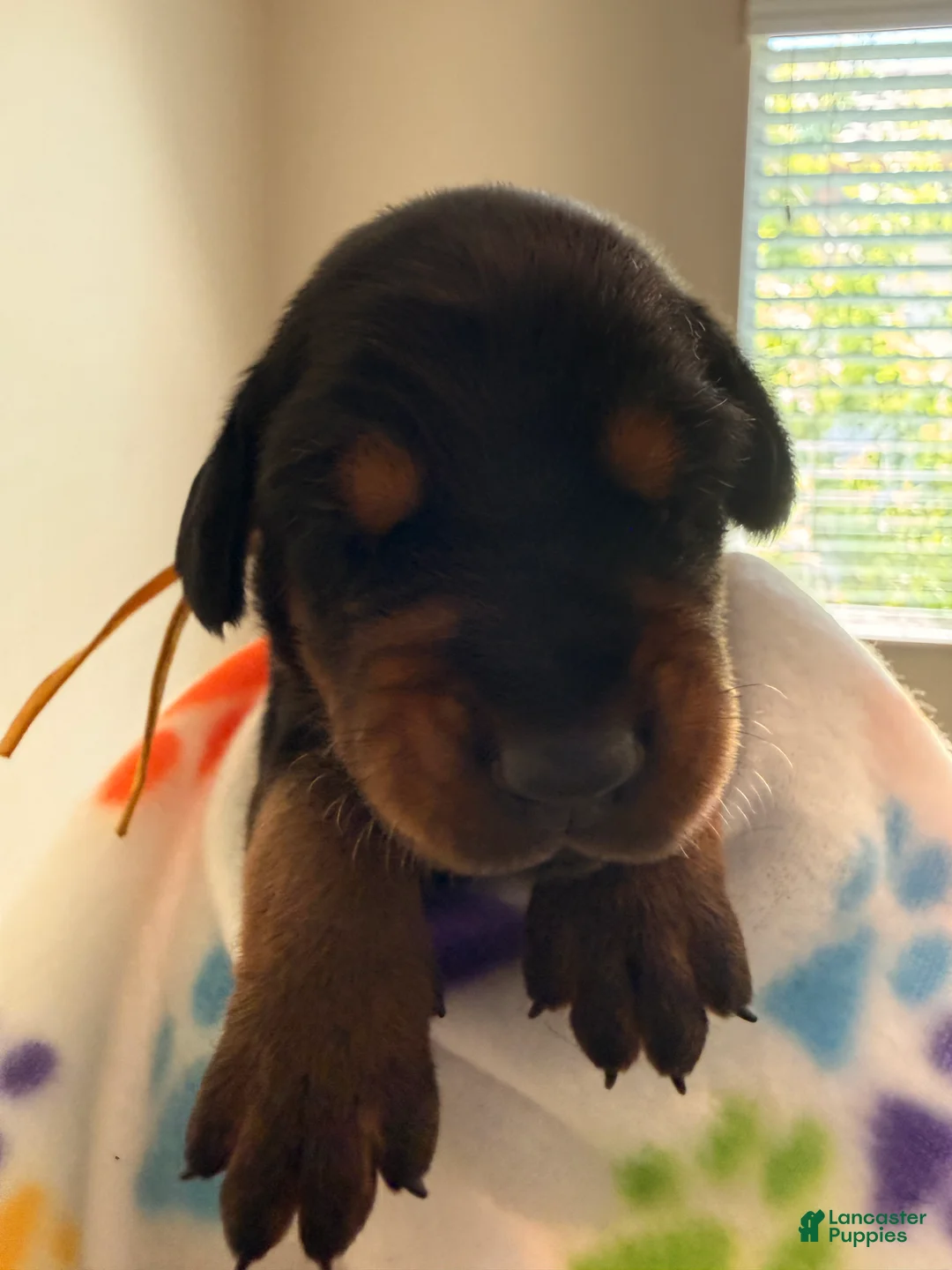 Doberman Pinscher dogs for sale: Orion-Yellow Collar - Ad 2