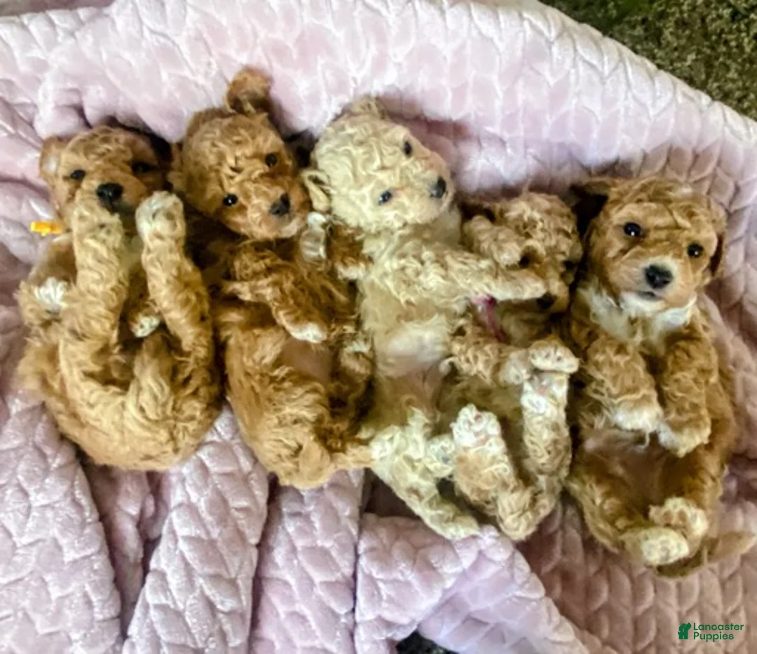 Toy Poodle dogs for sale: LITTLE ARCHIE - Ad 34