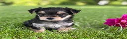 Morkie dogs for sale: Baby Doll  - Ad 9