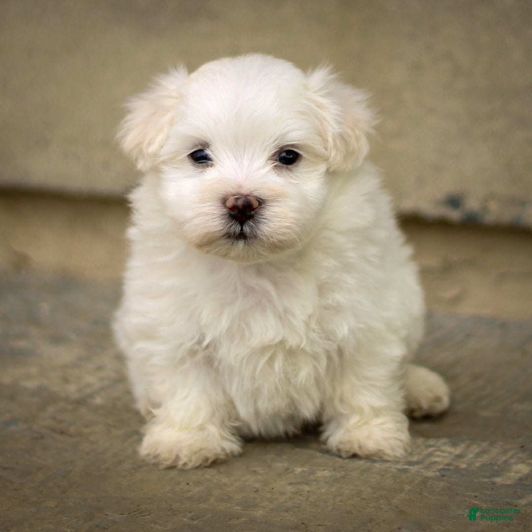 Maltese dogs for sale: Sterling - Ad 18