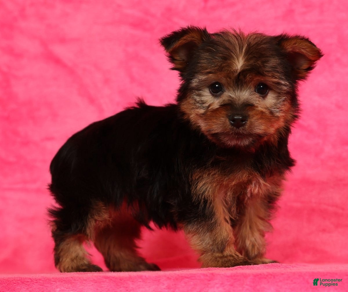 Yorkshire Terrier dogs Buddy - Ad 1
