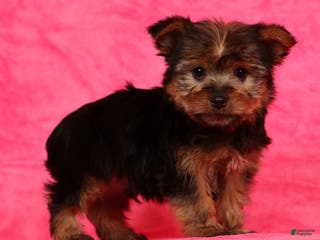 Yorkshire Terrier dogs Buddy - Ad 1