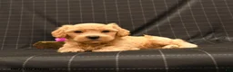 Maltipoo dogs for sale: Sawyer - Ad 3