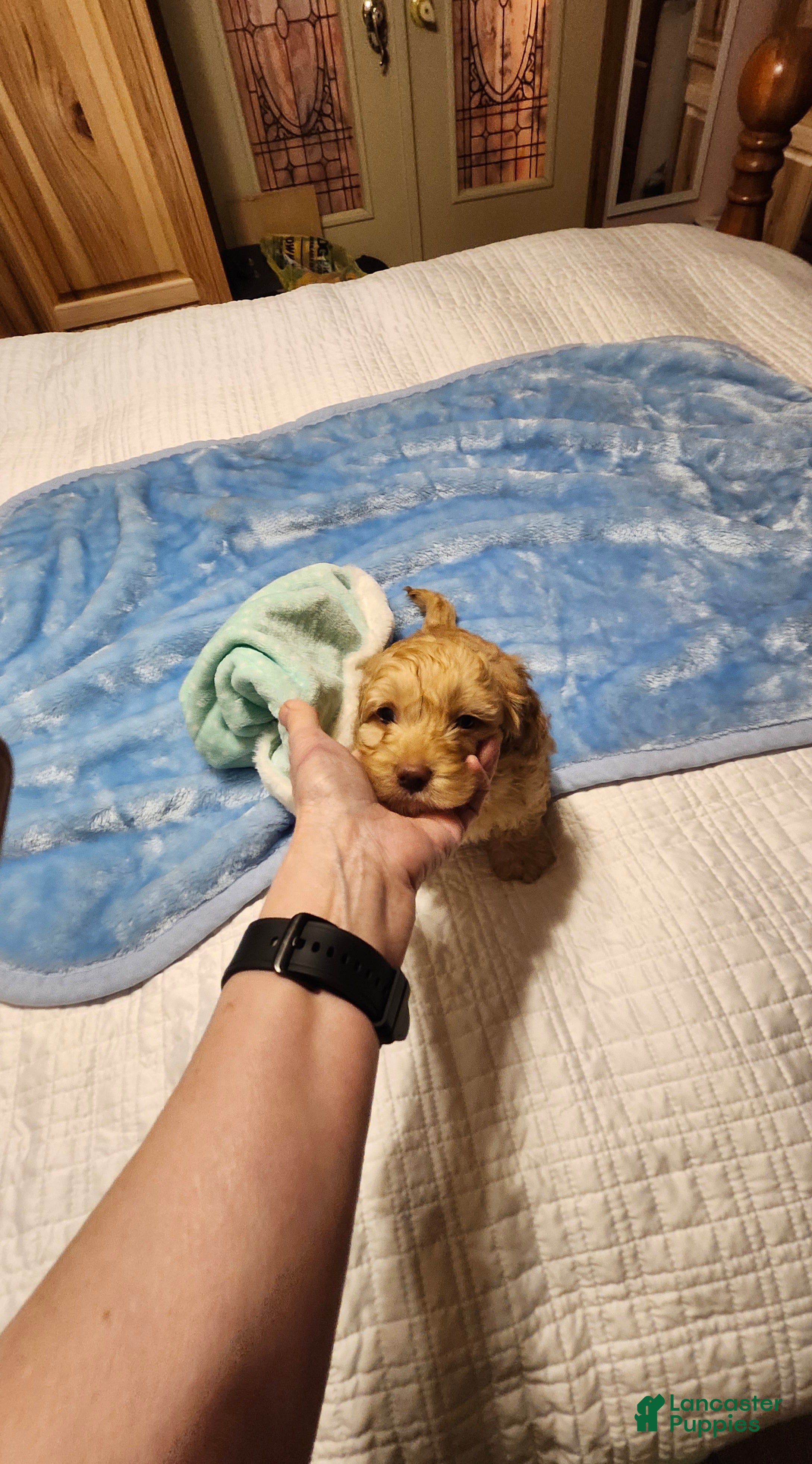 Mini Goldendoodle dogs Mini Goldendoodle Puppy 1 - Ad 41