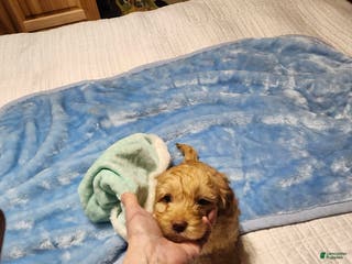 Mini Goldendoodle dogs Mini Goldendoodle Puppy 1 - Ad 41