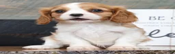 Cavalier King Charles Spaniel dogs for sale: Patrick - Ad 2