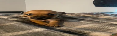 Chihuahua 3