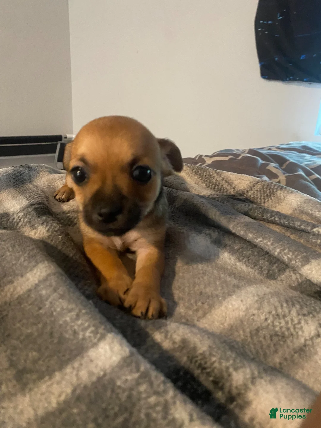 Chihuahua dogs for sale: Chihuahua 3 - Ad 1