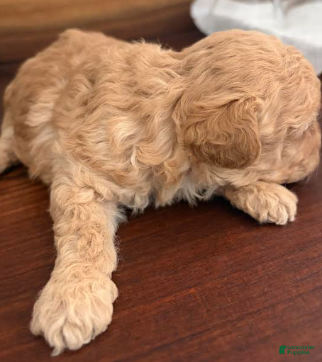 Toy Poodle dogs Jason - Ad 2