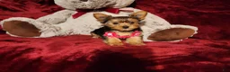 Yorkshire Terrier dogs for sale: PIPPA - Ad 7
