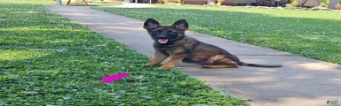 German Shepherd 4
