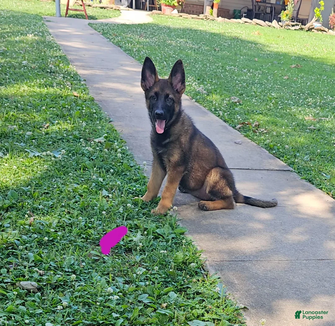 German Shepherd dogs for sale: German Shepherd 4 - Ad 1