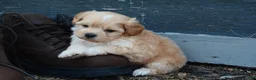 Shihpoo dogs for sale: Patrick - Ad 3