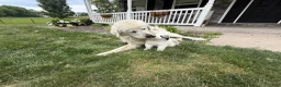 Great Pyrenees dogs for sale: Pink - Ad 8
