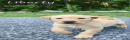 Labrador Retriever dogs for sale: Liberty - Ad 6