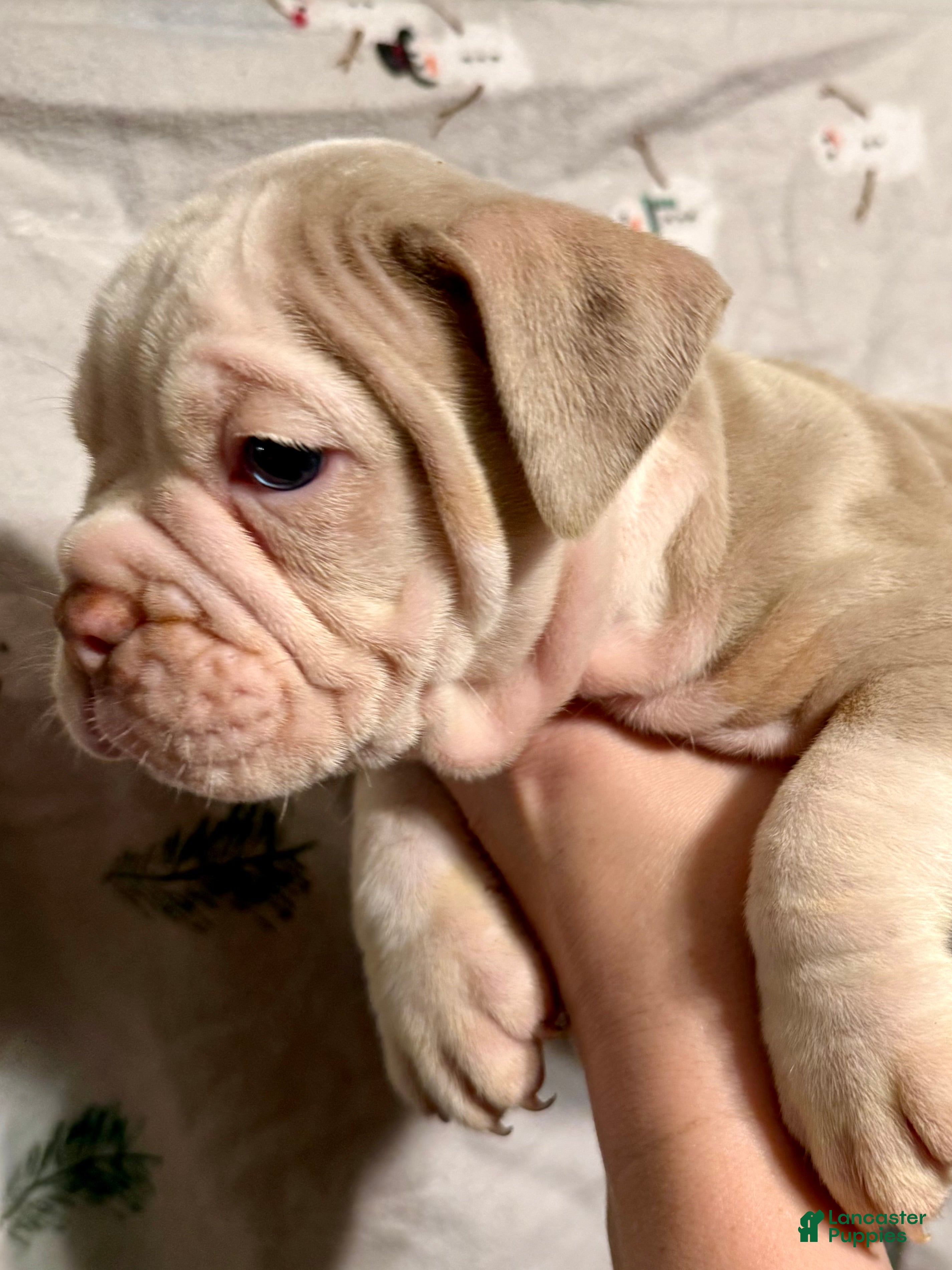 Olde English Bulldogge dogs John  - Ad 6