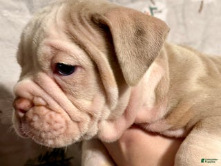 Olde English Bulldogge dogs John - Ad 6