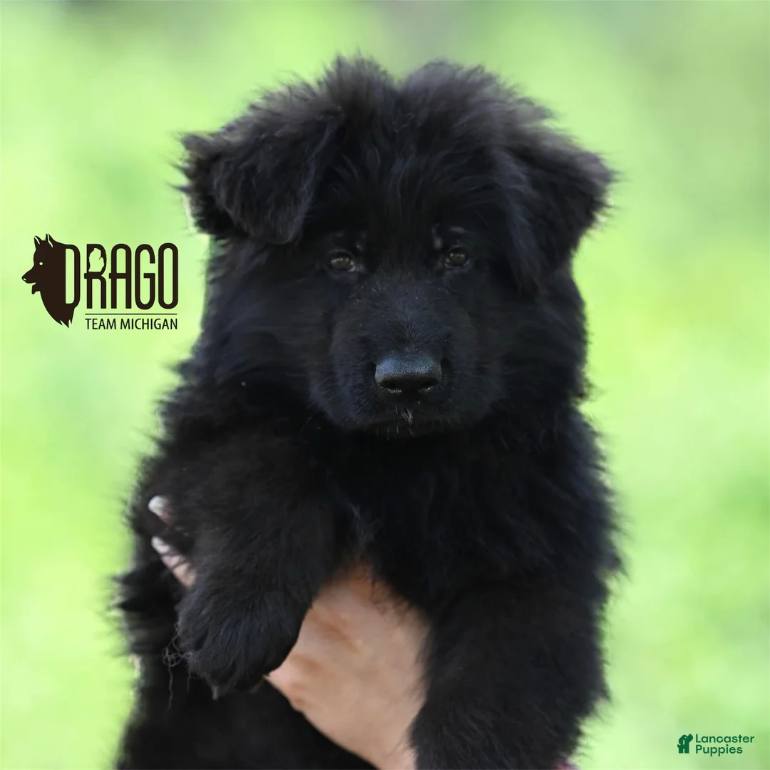 German Shepherd dogs for sale: German Shepherd Puppy 1 - Ad 1