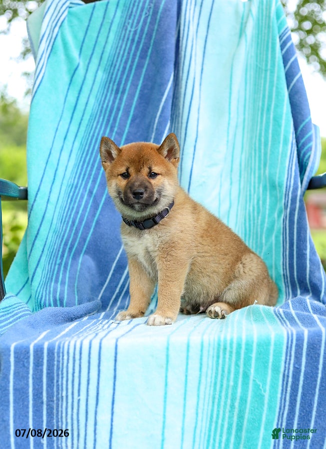 Shiba Inu dogs Peter - Ad 1
