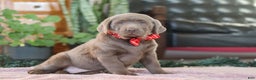 Labrador Retriever dogs for sale: Jingle Bell - Ad 4