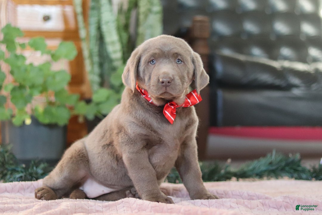 Labrador Retriever dogs for sale: Jingle Bell - Ad 4