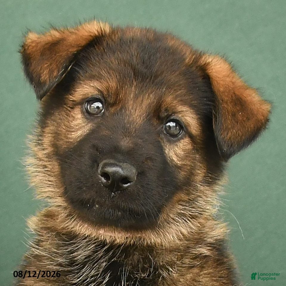 German Shepherd dogs Griffin - Ad 2