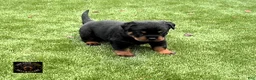 Rottweiler dogs for sale: EnZo - Ad 4