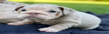 ELOISE