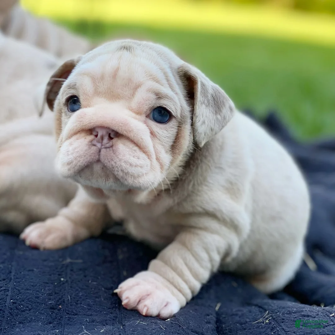 English Bulldog dogs for sale: ELOISE - Ad 1