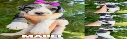 Goldendoodle dogs for sale: Mabel - Standard F1b - Ad 3