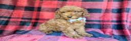 Miniature Poodle dogs for sale: Samuel - Ad 4
