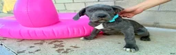 Cane Corso dogs for sale: ATHENA - Ad 4