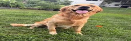 Golden Retriever dogs for sale: Light green  - Ad 9