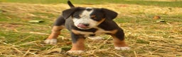 Greater Swiss Mountain Dog dogs for sale: Gloria - Ad 6
