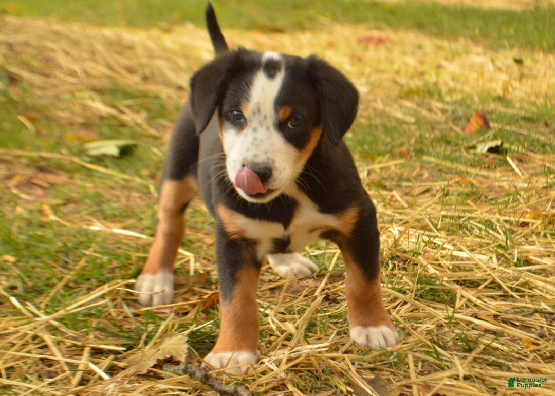 Greater Swiss Mountain Dog dogs for sale: Gloria - Ad 6