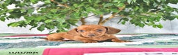 Miniature Dachshund dogs for sale: Andy - Ad 4