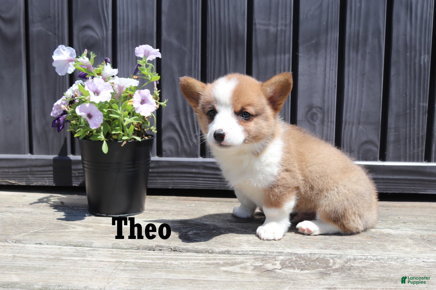 Welsh Corgi Pembroke dogs Theo - Ad 2