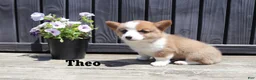 Welsh Corgi Pembroke dogs for sale: Theo - Ad 2
