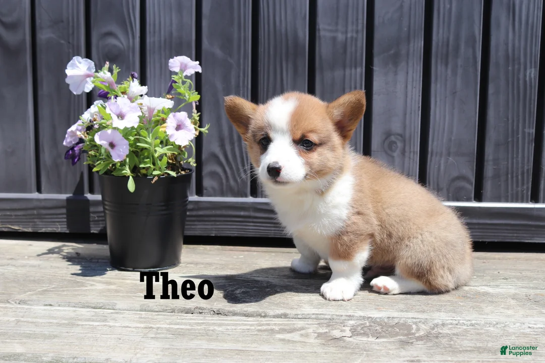 Welsh Corgi Pembroke dogs for sale: Theo - Ad 2