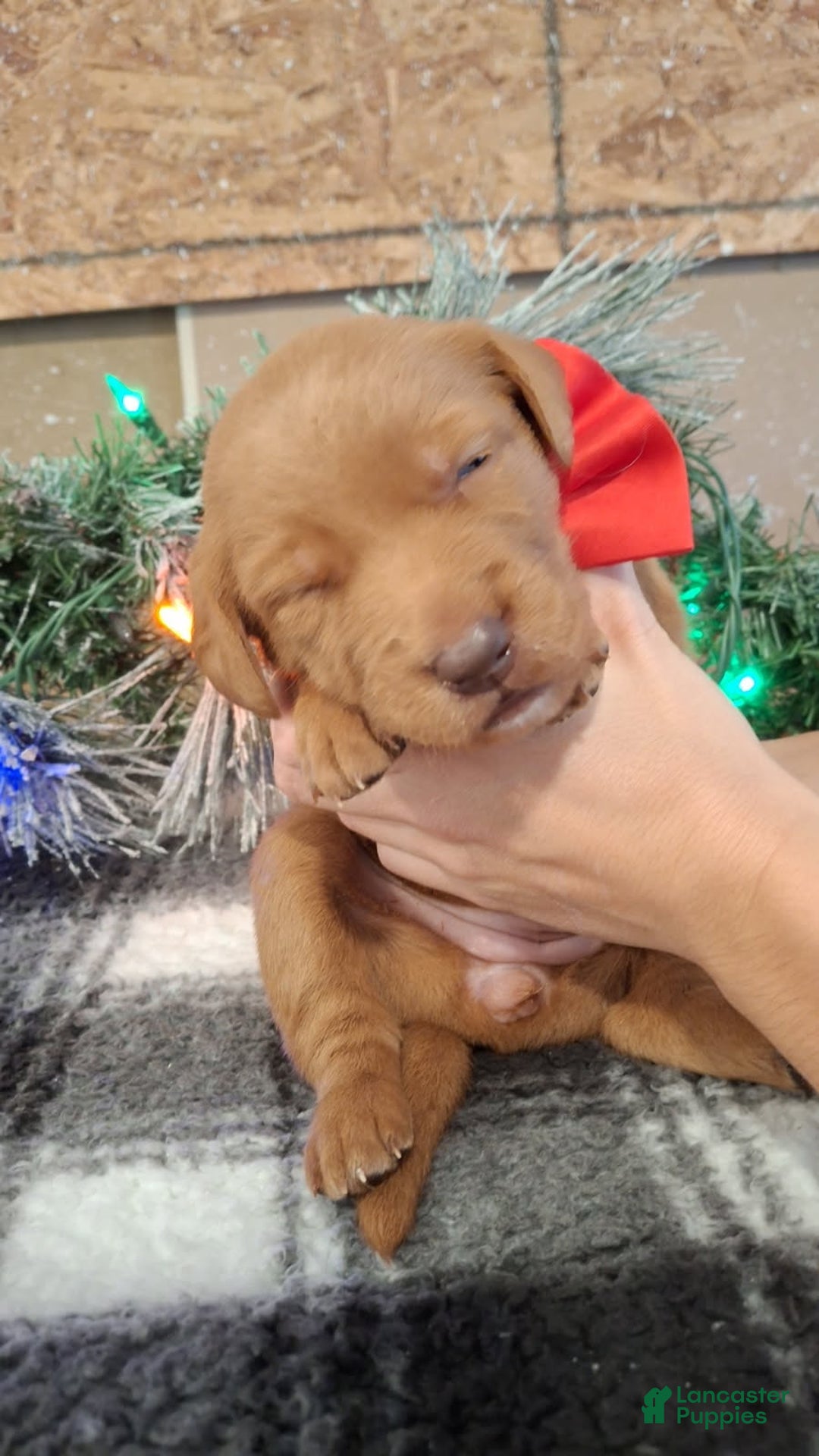 Mixed Breed dogs for sale: Noel - Ad 1