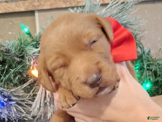 Mixed Breed dogs Noel - Ad 19