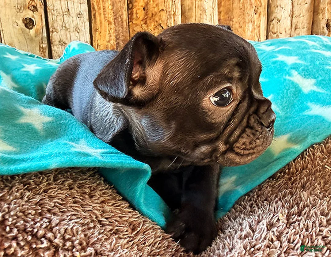 Frenchton dogs for sale: Gorilla - Ad 3