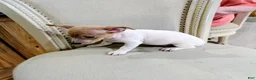 Teddy Roosevelt Terrier dogs for sale: DR JOHNNY - Ad 4