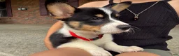 Welsh Corgi Pembroke dogs for sale: Poppy - Ad 3