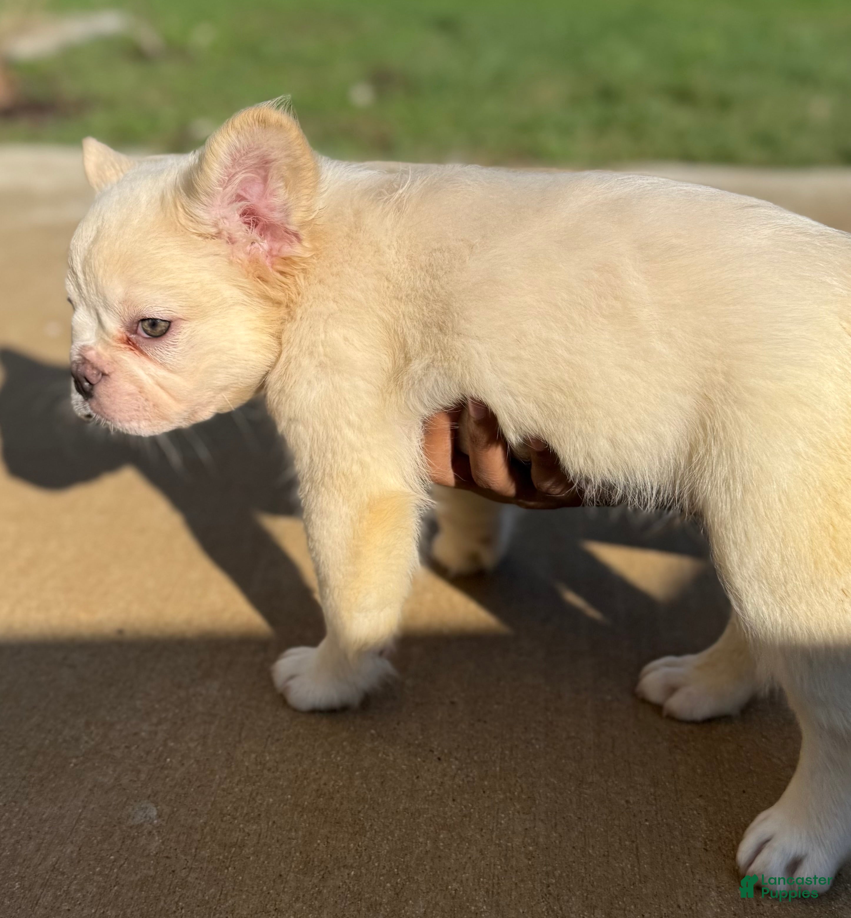 French Bulldog dogs Wham  - Ad 2