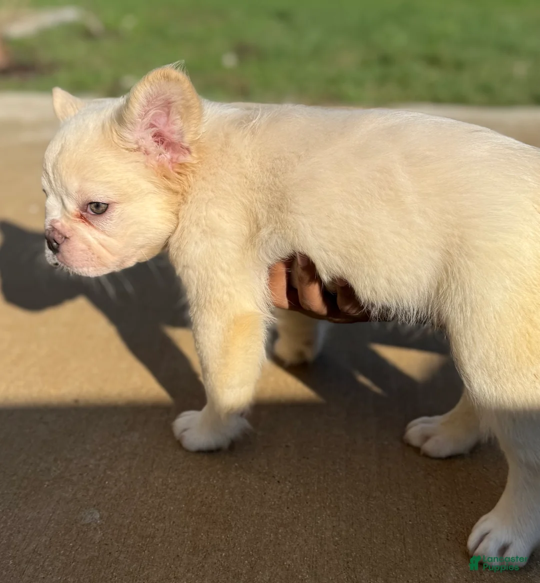 French Bulldog dogs for sale: Wham  - Ad 2
