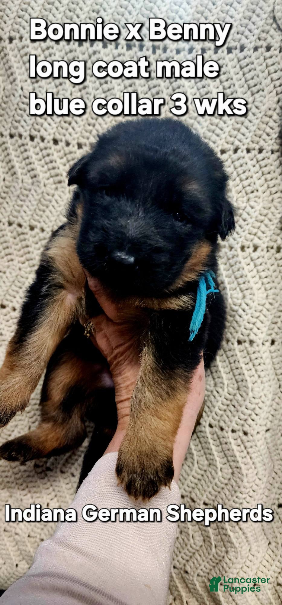 German Shepherd dogs German Shepherd Puppy 1 - Ad 34