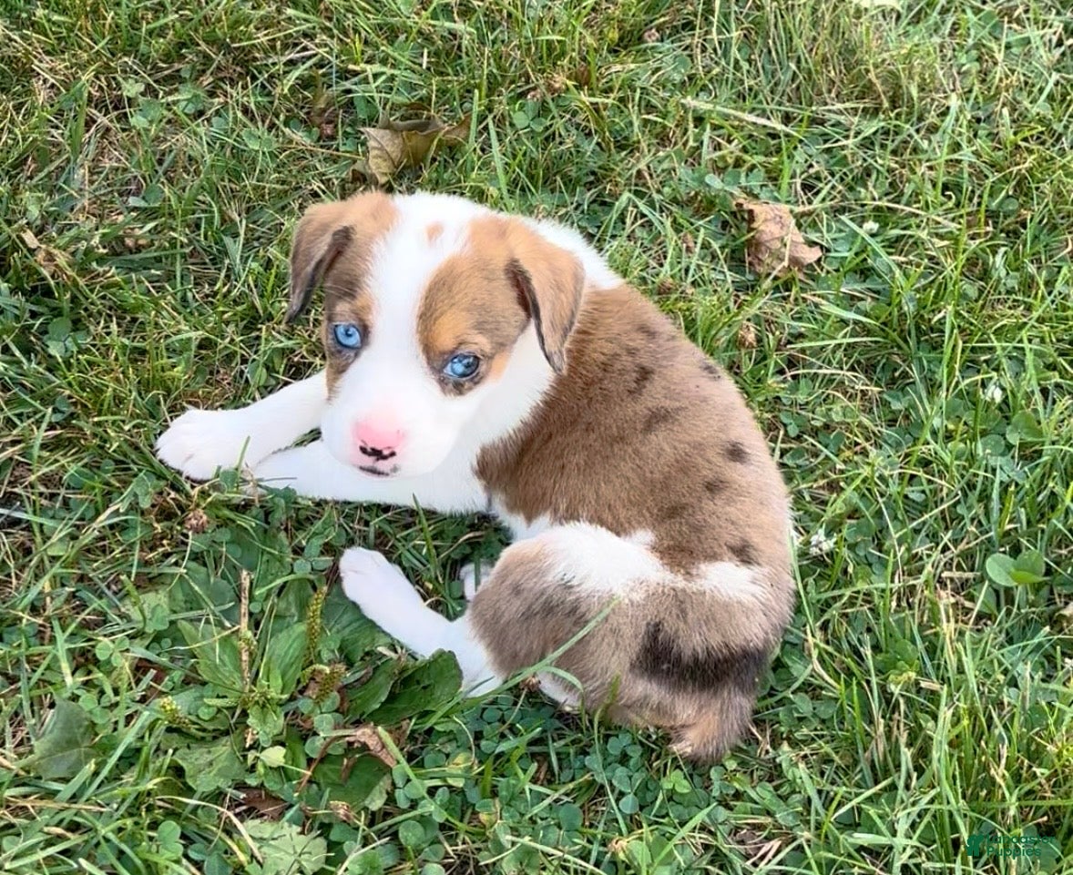 Mixed Breed dogs Bella - Ad 2