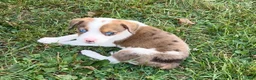 Mixed Breed dogs for sale: Bella - Ad 2